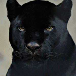 Meet your Posher, Leon